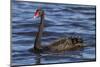 A Pair of Black Swans Swims in a Lake in Western Australia-Neil Losin-Mounted Photographic Print
