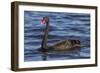 A Pair of Black Swans Swims in a Lake in Western Australia-Neil Losin-Framed Photographic Print