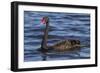 A Pair of Black Swans Swims in a Lake in Western Australia-Neil Losin-Framed Photographic Print