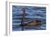 A Pair of Black Swans Swims in a Lake in Western Australia-Neil Losin-Framed Photographic Print