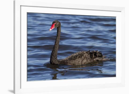 A Pair of Black Swans Swims in a Lake in Western Australia-Neil Losin-Framed Photographic Print