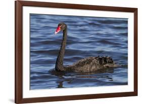 A Pair of Black Swans Swims in a Lake in Western Australia-Neil Losin-Framed Photographic Print