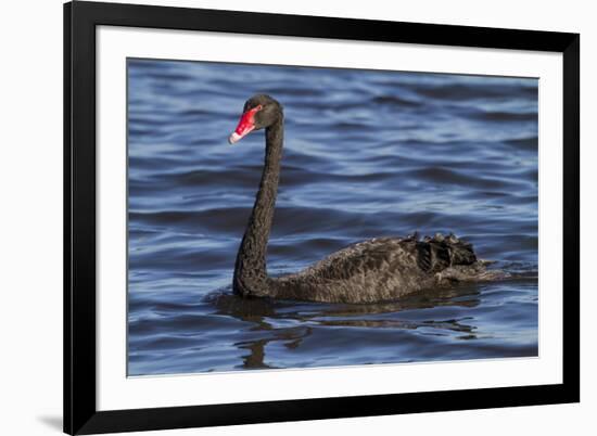 A Pair of Black Swans Swims in a Lake in Western Australia-Neil Losin-Framed Photographic Print