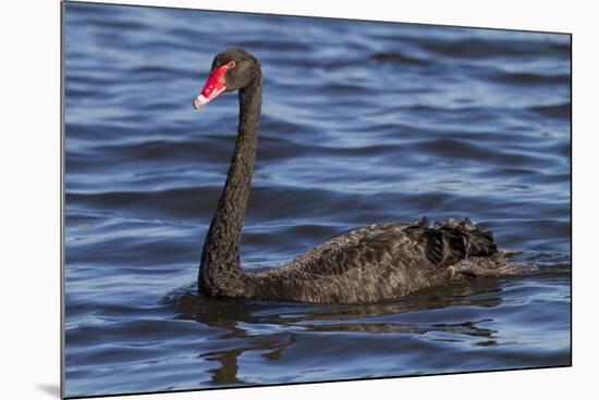 A Pair of Black Swans Swims in a Lake in Western Australia-Neil Losin-Mounted Photographic Print