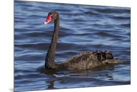 A Pair of Black Swans Swims in a Lake in Western Australia-Neil Losin-Mounted Photographic Print