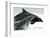 A pair of Bottlenose Dolphins (Tursiops truncatus) breaches from the Moray Firth, Scotland.-Charlie Philips-Framed Photographic Print