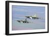 A Pair of Bulgarian Air Force Sukhoi Su-25S Flying over Bulgaria-Stocktrek Images-Framed Photographic Print