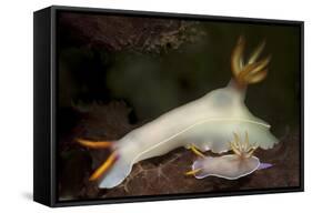 A Pair of Bullock's Hypselodoris Nudibranchs-Stocktrek Images-Framed Stretched Canvas