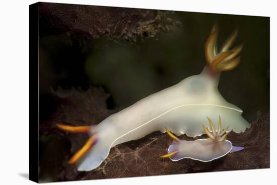 A Pair of Bullock's Hypselodoris Nudibranchs-Stocktrek Images-Stretched Canvas