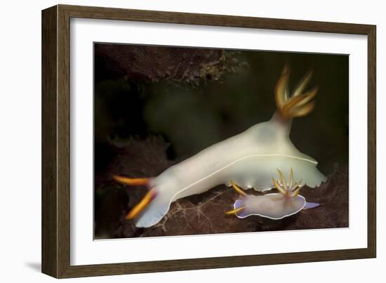 A Pair of Bullock's Hypselodoris Nudibranchs-Stocktrek Images-Framed Photographic Print