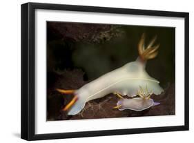 A Pair of Bullock's Hypselodoris Nudibranchs-Stocktrek Images-Framed Photographic Print