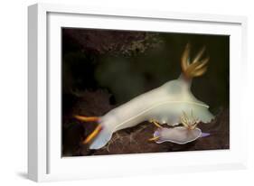 A Pair of Bullock's Hypselodoris Nudibranchs-Stocktrek Images-Framed Photographic Print