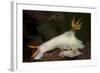 A Pair of Bullock's Hypselodoris Nudibranchs-Stocktrek Images-Framed Photographic Print