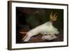 A Pair of Bullock's Hypselodoris Nudibranchs-Stocktrek Images-Framed Photographic Print