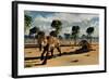 A Pair of Carnivorous Sabre-Tooth Tigers-Stocktrek Images-Framed Art Print