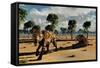 A Pair of Carnivorous Sabre-Tooth Tigers-Stocktrek Images-Framed Stretched Canvas