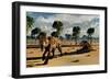 A Pair of Carnivorous Sabre-Tooth Tigers-Stocktrek Images-Framed Art Print