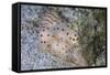 A Pair of Ceylon Nudibranchs Mating on a Sandy Slope-Stocktrek Images-Framed Stretched Canvas