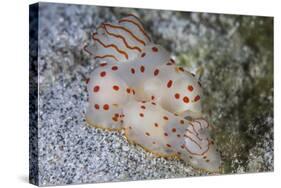 A Pair of Ceylon Nudibranchs Mating on a Sandy Slope-Stocktrek Images-Stretched Canvas