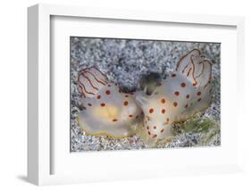 A Pair of Ceylon Nudibranchs Mating on a Sandy Slope-Stocktrek Images-Framed Photographic Print