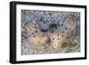 A Pair of Ceylon Nudibranchs Mating on a Sandy Slope-Stocktrek Images-Framed Photographic Print