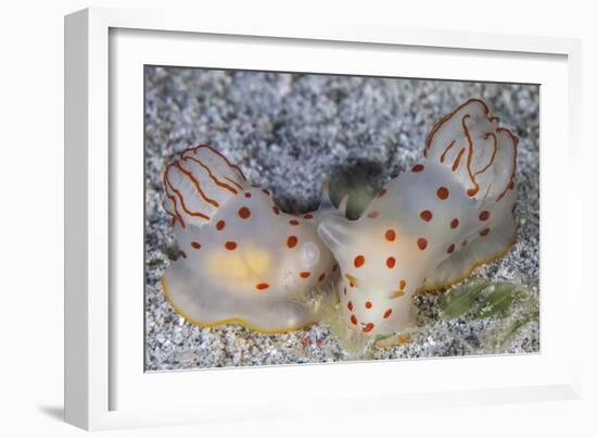 A Pair of Ceylon Nudibranchs Mating on a Sandy Slope-Stocktrek Images-Framed Photographic Print