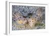 A Pair of Ceylon Nudibranchs Mating on a Sandy Slope-Stocktrek Images-Framed Photographic Print