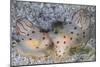 A Pair of Ceylon Nudibranchs Mating on a Sandy Slope-Stocktrek Images-Mounted Photographic Print