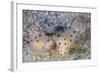 A Pair of Ceylon Nudibranchs Mating on a Sandy Slope-Stocktrek Images-Framed Photographic Print