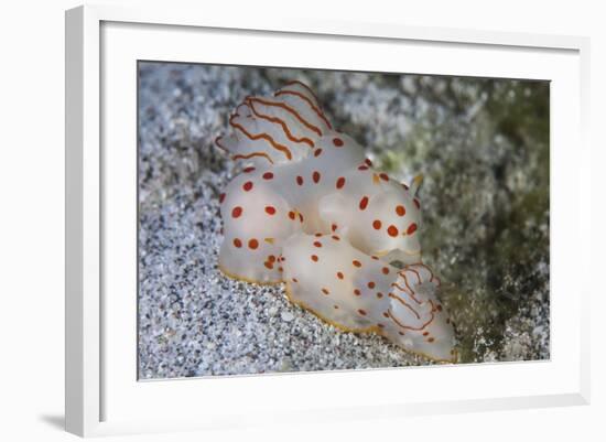 A Pair of Ceylon Nudibranchs Mating on a Sandy Slope-Stocktrek Images-Framed Photographic Print