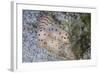 A Pair of Ceylon Nudibranchs Mating on a Sandy Slope-Stocktrek Images-Framed Photographic Print