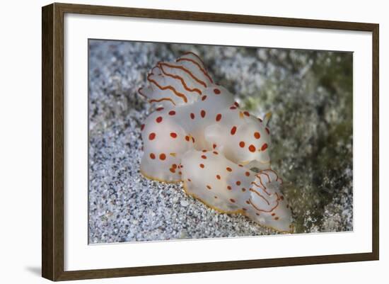 A Pair of Ceylon Nudibranchs Mating on a Sandy Slope-Stocktrek Images-Framed Photographic Print