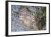 A Pair of Ceylon Nudibranchs Mating on a Sandy Slope-Stocktrek Images-Framed Photographic Print