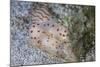 A Pair of Ceylon Nudibranchs Mating on a Sandy Slope-Stocktrek Images-Mounted Photographic Print