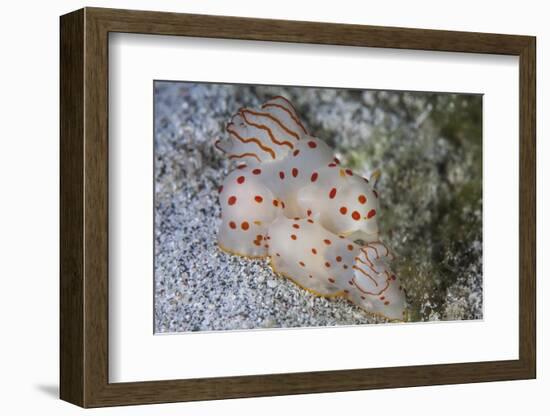 A Pair of Ceylon Nudibranchs Mating on a Sandy Slope-Stocktrek Images-Framed Photographic Print