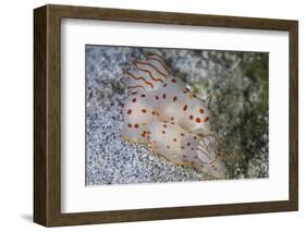 A Pair of Ceylon Nudibranchs Mating on a Sandy Slope-Stocktrek Images-Framed Photographic Print