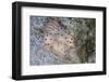 A Pair of Ceylon Nudibranchs Mating on a Sandy Slope-Stocktrek Images-Framed Photographic Print