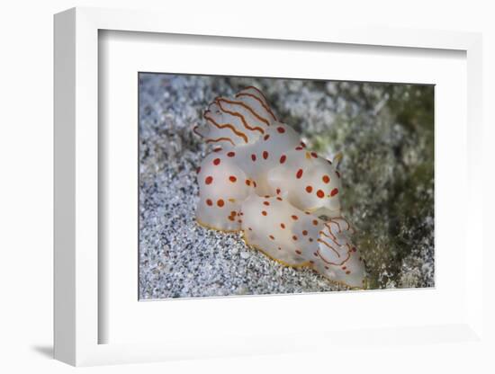 A Pair of Ceylon Nudibranchs Mating on a Sandy Slope-Stocktrek Images-Framed Photographic Print