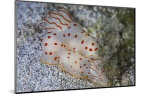 A Pair of Ceylon Nudibranchs Mating on a Sandy Slope-Stocktrek Images-Mounted Photographic Print