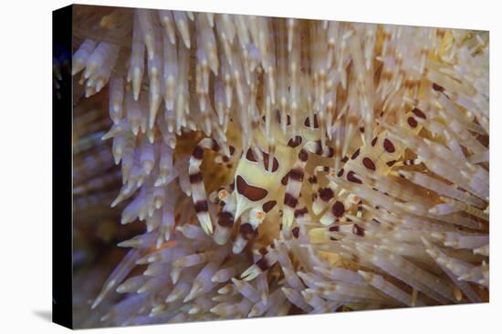 A Pair of Coleman's Shrimp Live Among the Venomous Spines of a Fire Urchin-Stocktrek Images-Stretched Canvas