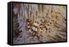 A Pair of Coleman's Shrimp Live Among the Venomous Spines of a Fire Urchin-Stocktrek Images-Framed Stretched Canvas