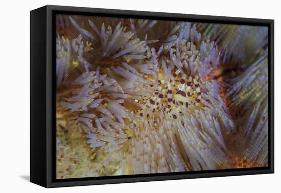 A Pair of Coleman's Shrimp Live Among the Venomous Spines of a Fire Urchin-Stocktrek Images-Framed Stretched Canvas