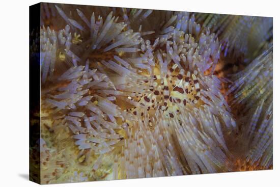 A Pair of Coleman's Shrimp Live Among the Venomous Spines of a Fire Urchin-Stocktrek Images-Stretched Canvas