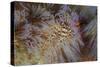 A Pair of Coleman's Shrimp Live Among the Venomous Spines of a Fire Urchin-Stocktrek Images-Stretched Canvas