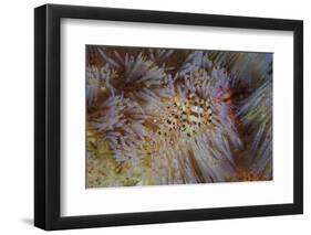 A Pair of Coleman's Shrimp Live Among the Venomous Spines of a Fire Urchin-Stocktrek Images-Framed Premium Photographic Print