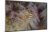 A Pair of Coleman's Shrimp Live Among the Venomous Spines of a Fire Urchin-Stocktrek Images-Mounted Premium Photographic Print