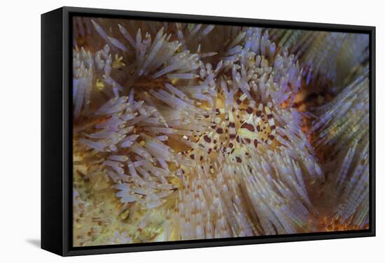 A Pair of Coleman's Shrimp Live Among the Venomous Spines of a Fire Urchin-Stocktrek Images-Framed Stretched Canvas