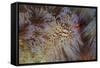 A Pair of Coleman's Shrimp Live Among the Venomous Spines of a Fire Urchin-Stocktrek Images-Framed Stretched Canvas