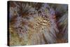 A Pair of Coleman's Shrimp Live Among the Venomous Spines of a Fire Urchin-Stocktrek Images-Stretched Canvas