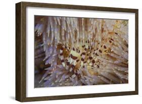A Pair of Coleman's Shrimp Live Among the Venomous Spines of a Fire Urchin-Stocktrek Images-Framed Photographic Print